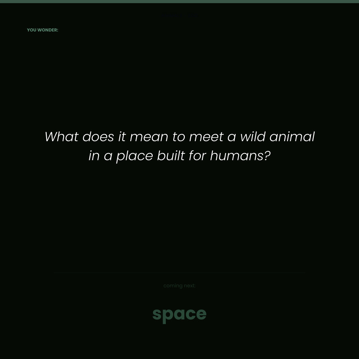 Look inside Animals Zoo: wonder question about meeting a wild animal in a human-built place