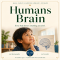 Humans: Brain