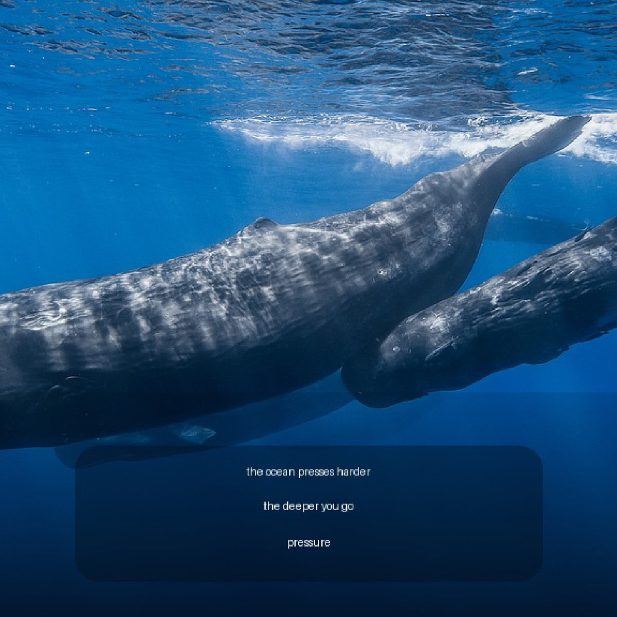 Look inside Animals: Sea: interior page 7