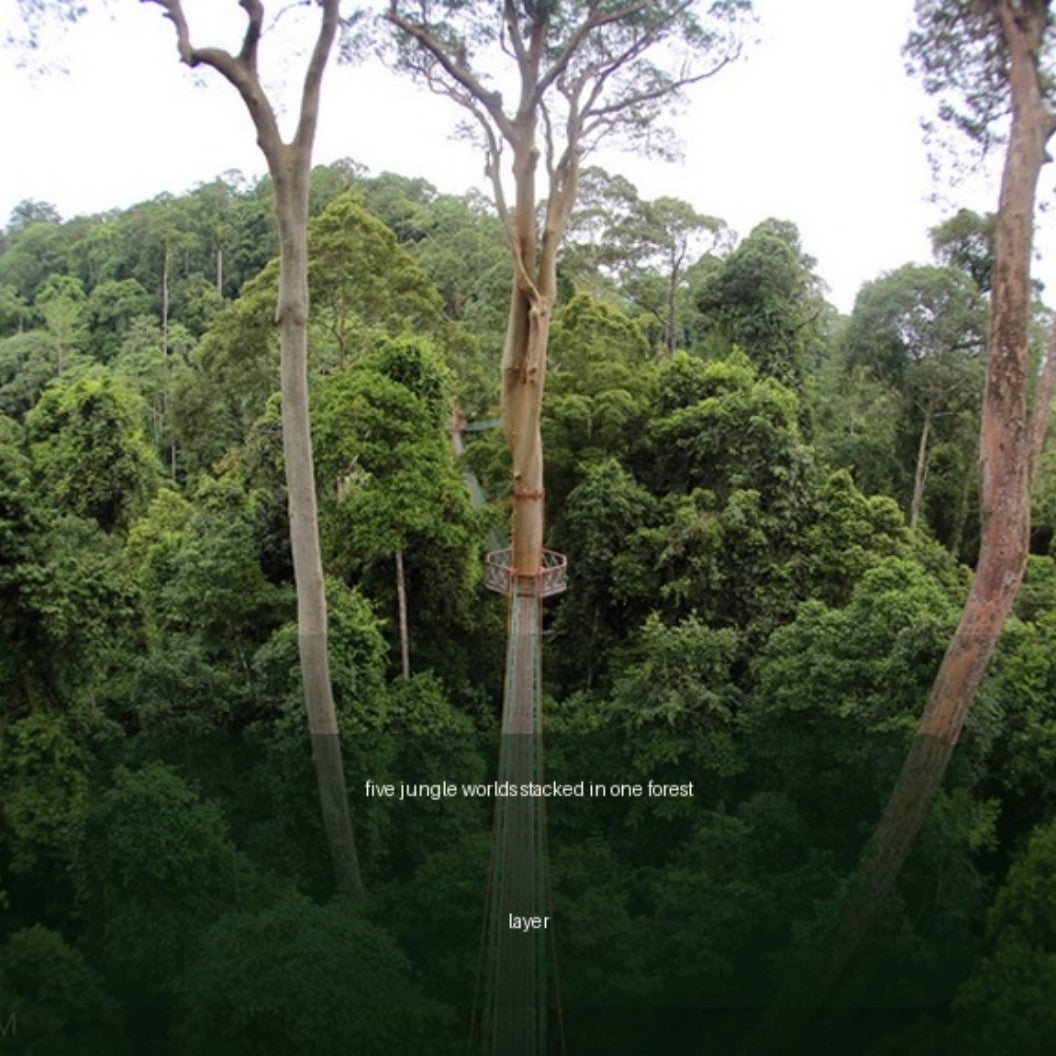 Authentic Animals Jungle interior page showing rainforest trees and the idea of forest layers.Animals: Jungle | Digital Edition