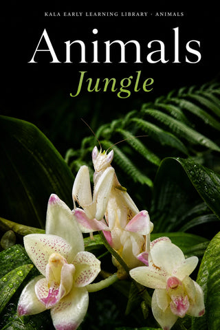 Animals Jungle digital picture book cover showing a realistic flower mantis on orchids