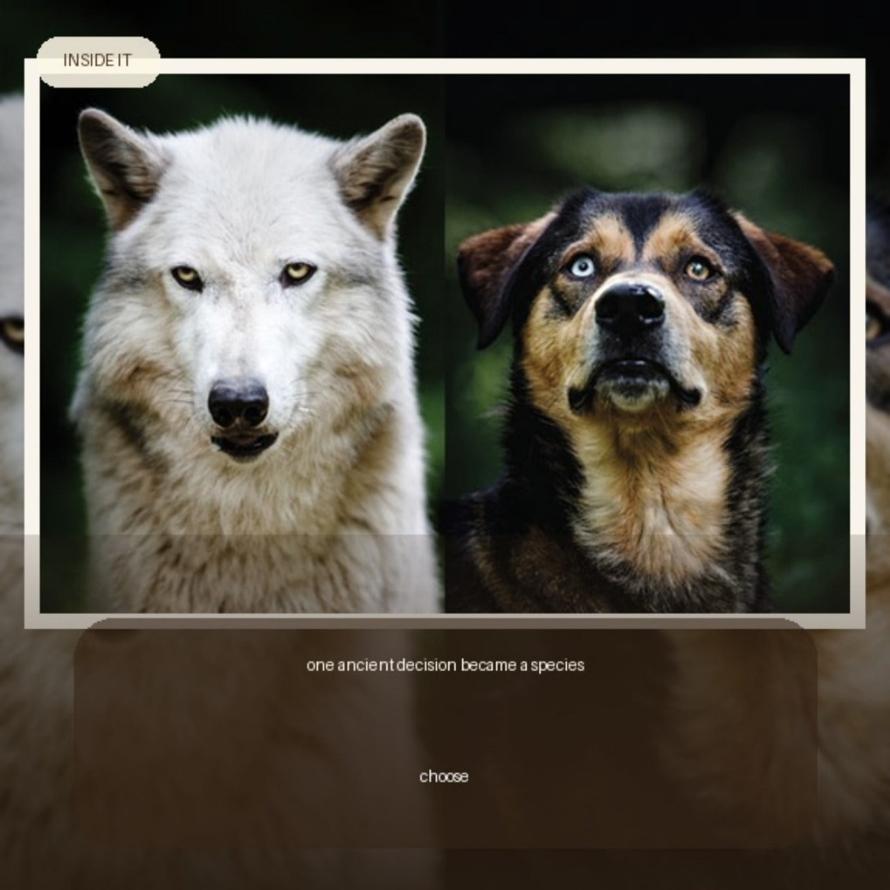 Authentic interior reader preview page 1 from Animals: Pet | Digital Edition.