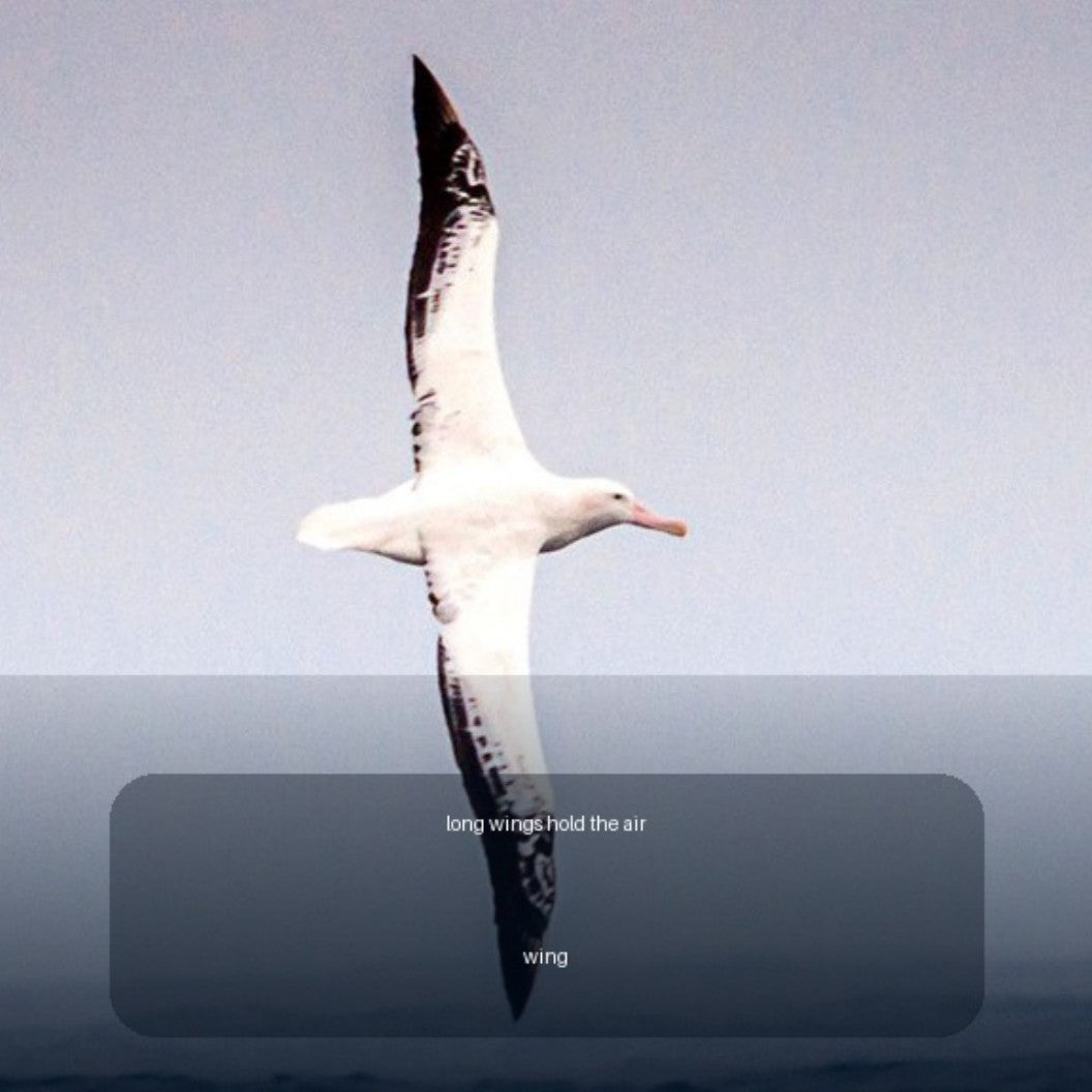 Authentic Animals Sky interior page showing an albatross in flight above the sea.Animals: Sky | Digital Edition