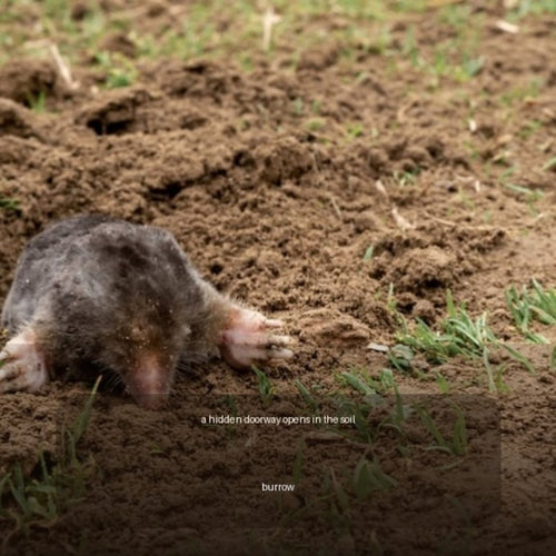Authentic Animals Underground interior page showing a mole beside its burrow.