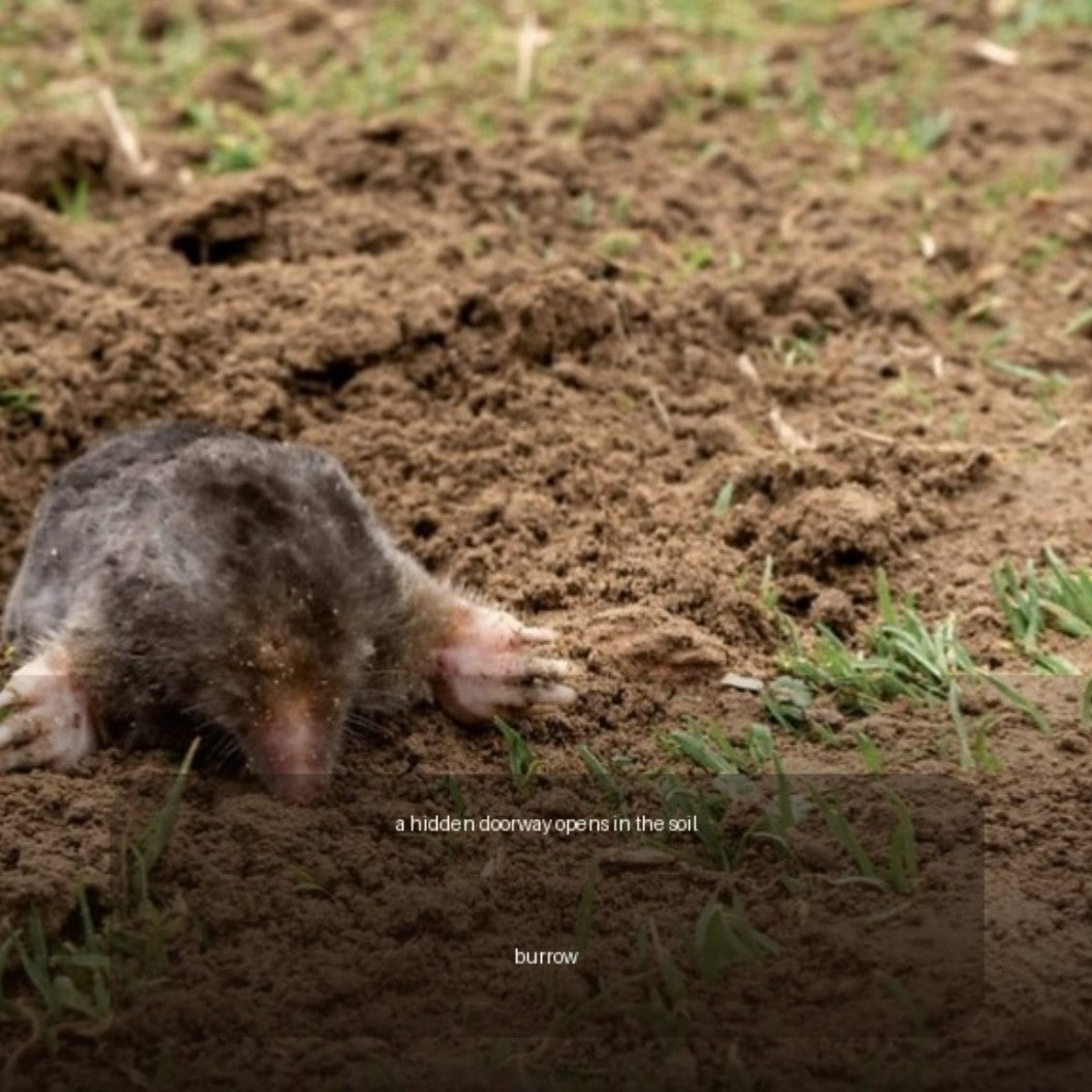 Animals: Underground | Digital Edition
