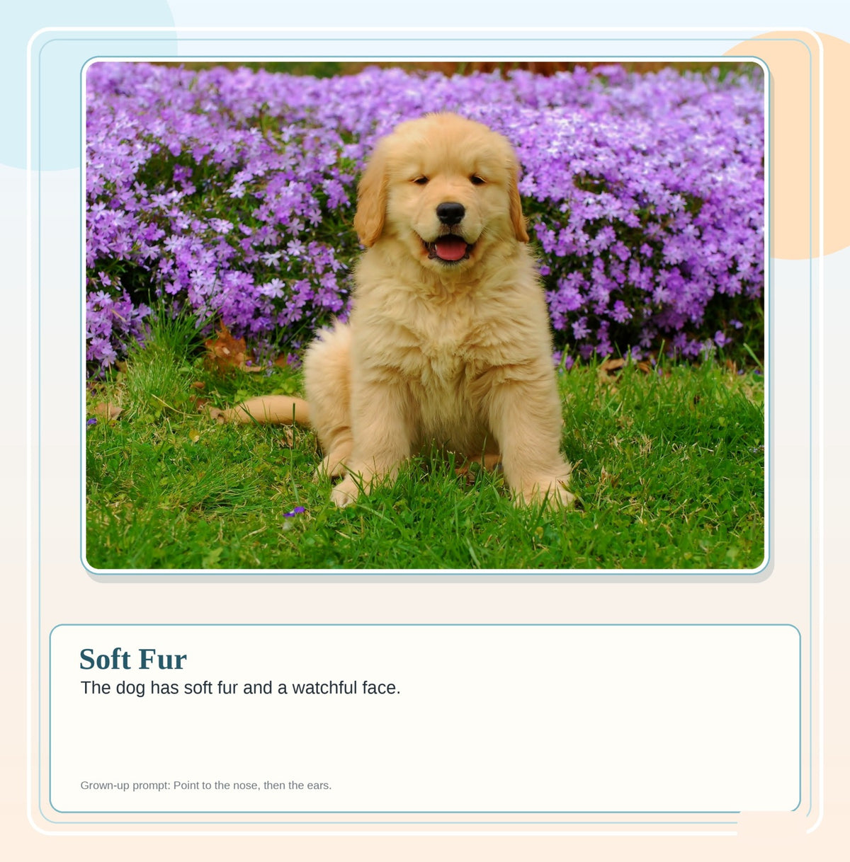First Words: Pet Animals: look inside page 8
